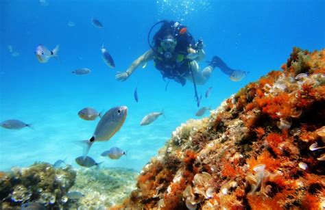lutron marine palma de majorca|Marine reserves on Mallorca (Mallorca) .
